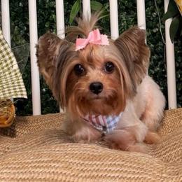 Daisy - Yorkshire Terrier