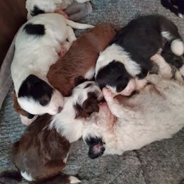 Pomeranian and Sheepadoodle Puppies from Fluffy Wonders Poms and Doodles