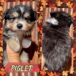 Piglet - Black tri male Toy Australian Shepherd puppy in Fort Worth, Texas from King of Hearts Corgis