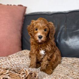 Blaze - Red  male Goldendoodle puppy in Moses Lake, Washington from Macy Meadows Doodles