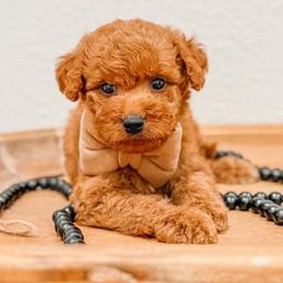 Willie - Red  male Goldendoodle puppy in Iola, Texas from Supreme Doodles of Texas