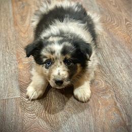 Ace - Blue merle male Border Collie puppy in North Lakeport, California from Wild Rose Ranch