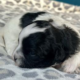 Pup 4 - Black and white female Shichon puppy in Grand Rapids, Michigan from Great Lakes Teddy Bear Dogs