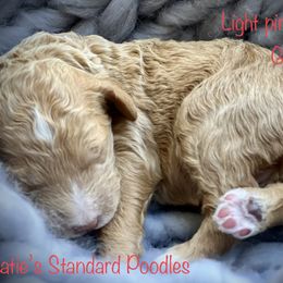 Poodle Puppies from Katie’s Standard Poodles