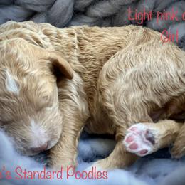 Poodle Puppies from Katie’s Standard Poodles