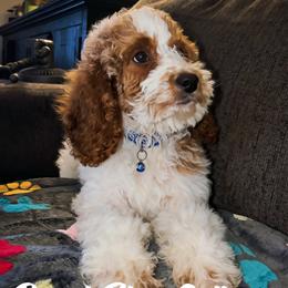 Royal Blue Collar - Parti male Goldendoodle puppy in Eunice, Louisiana from Maison De Pawz