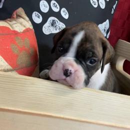 Brindle girl - Brindle female Boxer puppy in Wellsville, Missouri from Casino Boxers