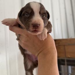 RTF 1 - Red tri-color female Australian Shepherd puppy in Bainbridge, Ohio from CK Aussies