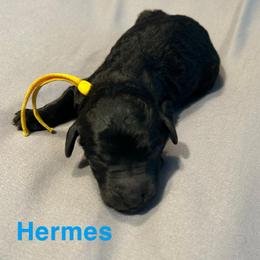 Hermes - Black male Poodle puppy in Little Compton, Rhode Island from Shippee’s Standards
