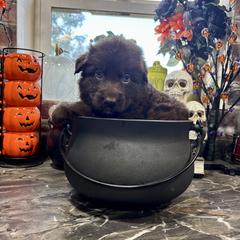 Pumpkin - Liver male German Shepherd puppy in Watervliet, Michigan from M&M Shepherd Farms