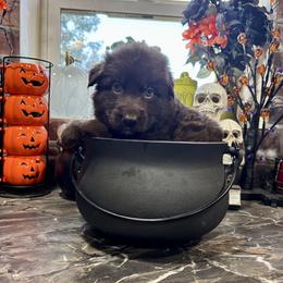 Pumpkin - Liver male German Shepherd puppy in Watervliet, Michigan from M&M Shepherd Farms