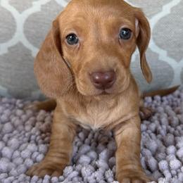 AKC 'Annie Oakley' - Red female Dachshund puppy in Joshua Tree, California from Desert Dreams Ranch