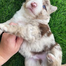 Boy 2 - Red merle Miniature American Shepherd puppy in San Antonio, Texas from SJC Texas Aussies
