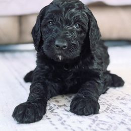 LIV - Black and white female Bernedoodle puppy in Orland, California from Shockley’s Elite Doodles