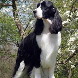 English Springer Spaniels from Circle Games