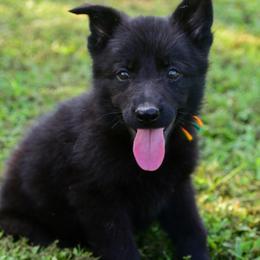 Orange green girl - Black female German Shepherd puppy in Clarkrange, Tennessee from Vom Wolff