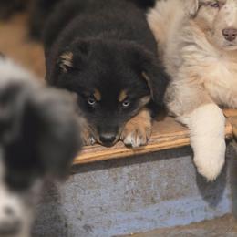 Puppy 3 - Black tri-color female Australian Shepherd puppy in Three Rivers, Michigan from Mitten Australian Shepherds