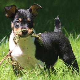 Rat Terrier Puppies from Walnut Acre Decker Terrier and ODT