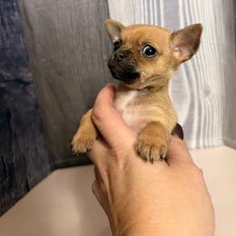 Fitzwilly - Red male Chihuahua puppy in Sherwood, Arkansas from Bartelt Breeders