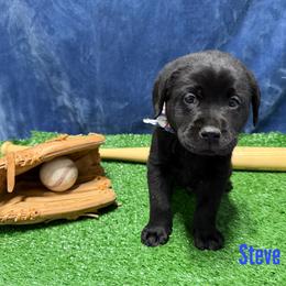Steve - Black male Labrador Retriever puppy in Farmington, Missouri from Granite Creek Kennel