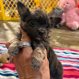 Snoopy - Blue and tan male Chihuahua puppy in Summerfield, Florida from Uey’s Chihuahuas