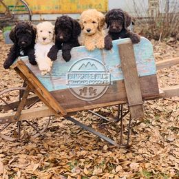 Poodle Puppies from Hampshire Hill’s Standard Poodles