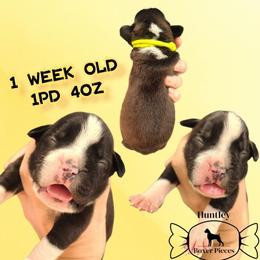 MS YELLOW - Brindle female Boxer puppy in Deland, Florida from Huntley Boxer Pieces