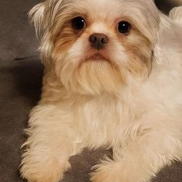 Neska - Shih Tzu