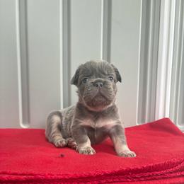 Ozzy - Blue male French Bulldog puppy in Lenora, Kansas from North Fork Frenchies