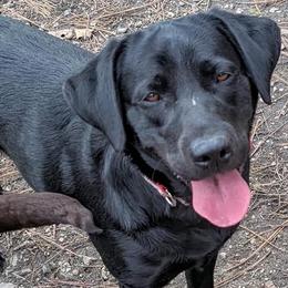Luna - Labrador Retriever