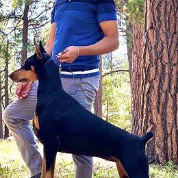 Doberman Pinschers from Mystical Doberman Pinchers