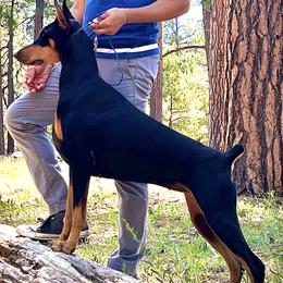 Doberman Pinschers from Mystical Doberman Pinchers