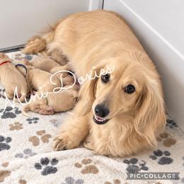 Jack (Dark Blue) - Cream male Dachshund puppy in Jena, Louisiana from Amy’s Mini Doxies