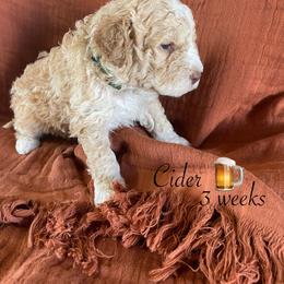 Cider - Orange male Lagotto Romagnolo puppy in Minster, Ohio from 1880 Lagotto