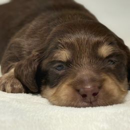 Theodore - Chocolate.Cream - Chocolate and cream Dachshund puppy in Perry, Georgia from Monahan Dachshunds