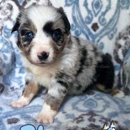 Bluey - Blue merle female Miniature American Shepherd puppy in Millington, Tennessee from Goading Glee Glade