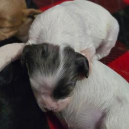 Feta - Parti female Goldendoodle puppy in Crawfordsville, Iowa from DoodleBlessings