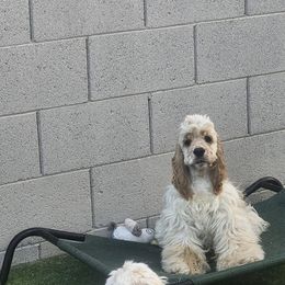 Boy 3 - Buff Cocker Spaniel puppy in Peoria, Arizona from Stand Alone Cockers
