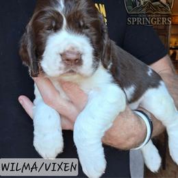 Vixen - Liver white and roan female English Springer Spaniel puppy in Ocoee, Tennessee from Ocoee Mountain Springers
