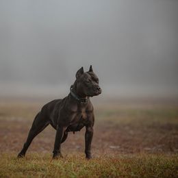 Ghana - American Pit Bull Terrier