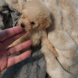 Poodle Puppies from Bloomingdale Toy Poodles