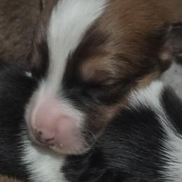 Pembroke Welsh Corgis from Cedar Trail Corgis