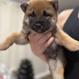Shiba Inu Puppies from Shiba Co.