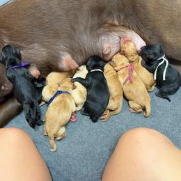 Bruno Blue Collar - Yellow male Labrador Retriever puppy in Elloree, South Carolina from Moonlight Kennels LLC