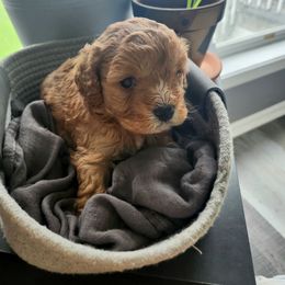 Fluffy - Red Cavapoo puppy in Lima, New York from Cava Companions