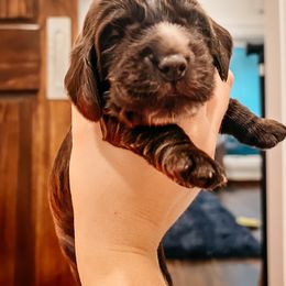 English Cocker Spaniel Puppies from MD Dogs Inc