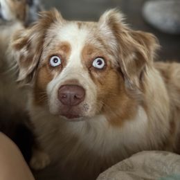 Rhea - Australian Shepherd