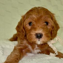 Tinkerbell - Red  female Goldendoodle puppy in Mesa, Arizona from AZ River Doodles