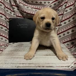 Jameson - Yellow male Labrador Retriever puppy in Wittmann, Arizona from AM Labradors