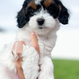 Birch - Tri-color Cavapoo puppy in Idaho Falls, Idaho from Dot & Dash Doodles